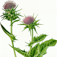 natural milkthistle sprig